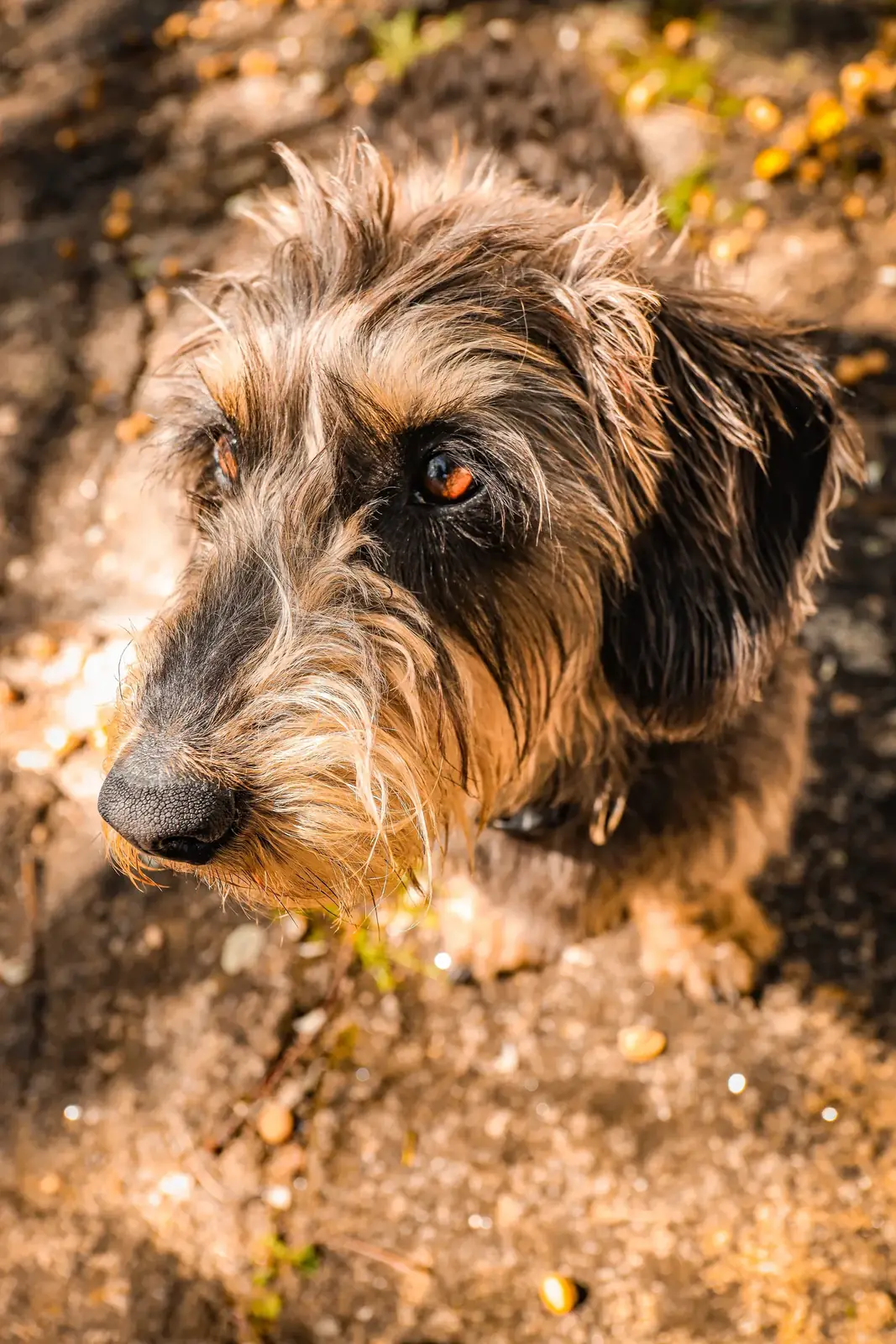 Fotografia de Animais: Macau — Silvio Valente Fotografia, Alentejo Portugal — imagem 1 de 10