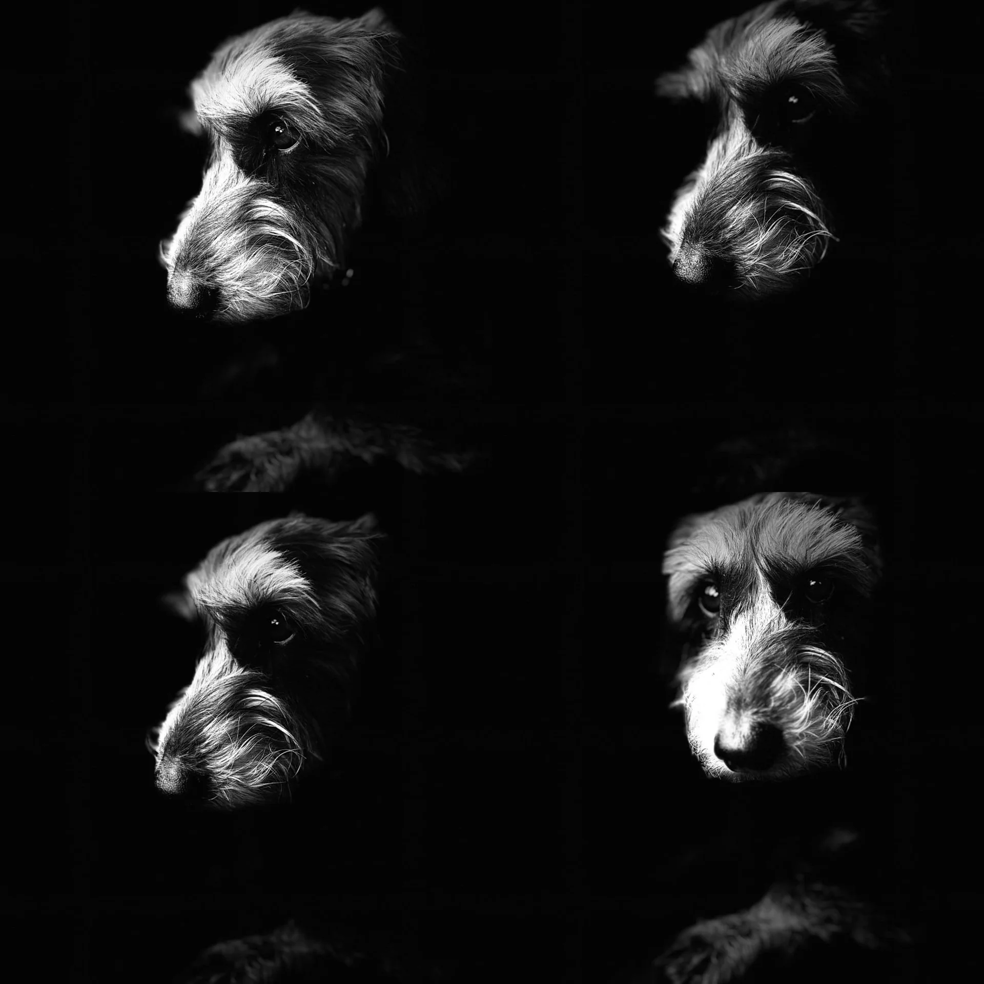 Fotografia de Animais: Macau — Silvio Valente Fotografia, Alentejo Portugal — imagem 2 de 10