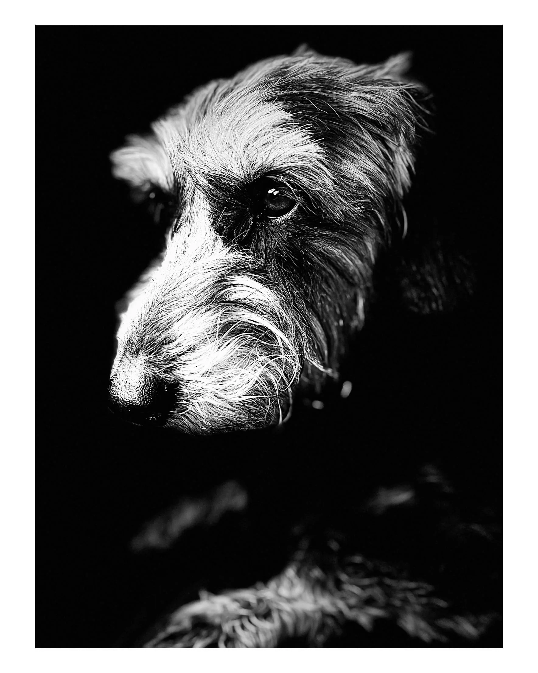 Fotografia de Animais: Macau — Silvio Valente Fotografia, Alentejo Portugal — imagem 5 de 10