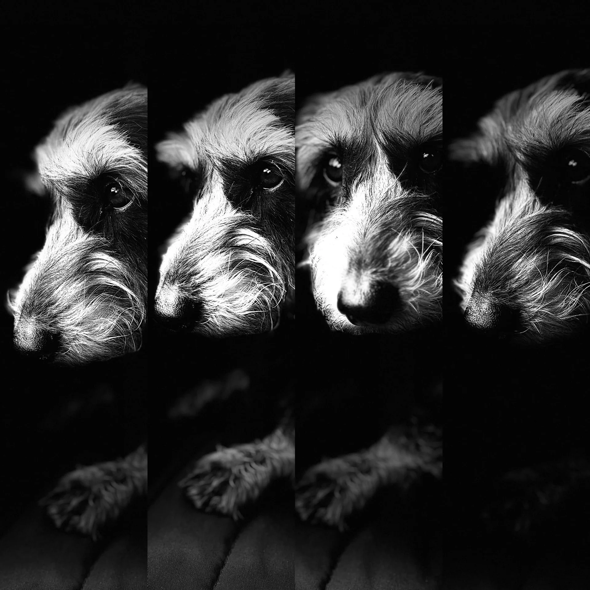 Fotografia de Animais: Macau — Silvio Valente Fotografia, Alentejo Portugal — imagem 10 de 10
