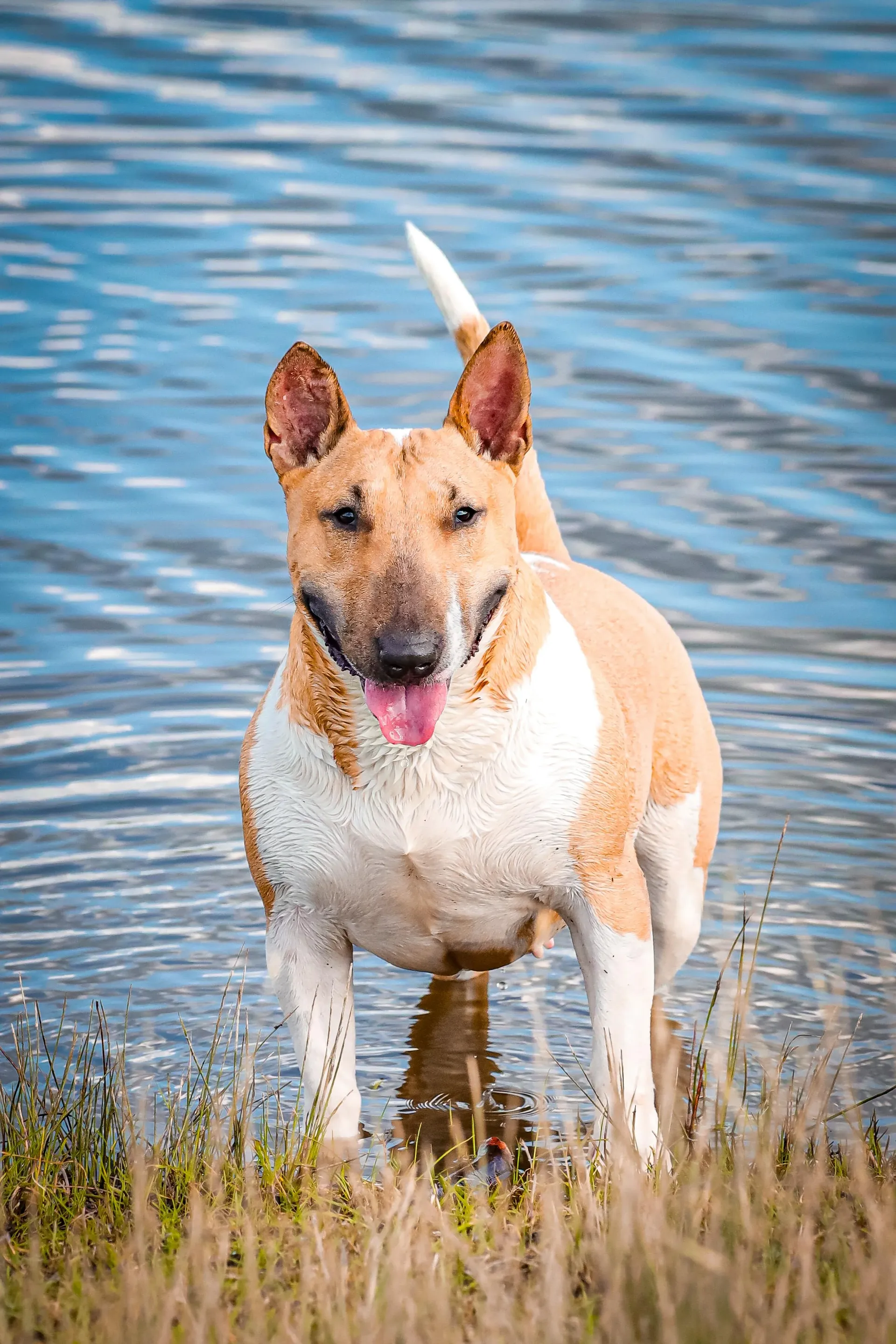 Fotografia de Animais: Ziva — Silvio Valente Fotografia, Alentejo Portugal — imagem 2 de 6