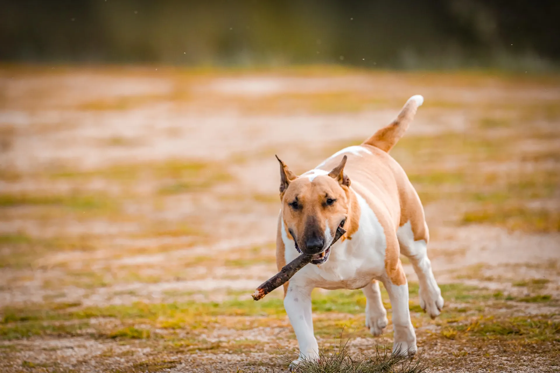 Fotografia de Animais: Ziva — Silvio Valente Fotografia, Alentejo Portugal — imagem 3 de 6