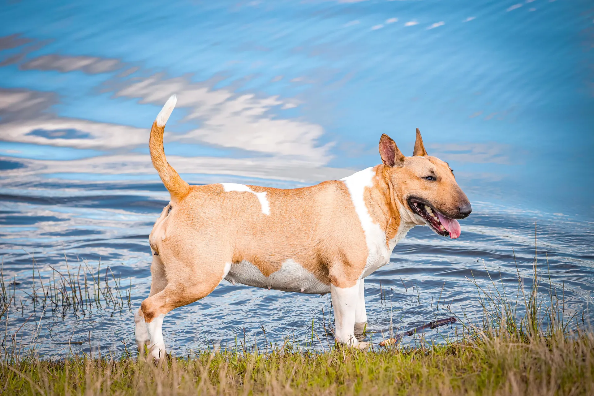 Fotografia de Animais: Ziva — Silvio Valente Fotografia, Alentejo Portugal — imagem 4 de 6