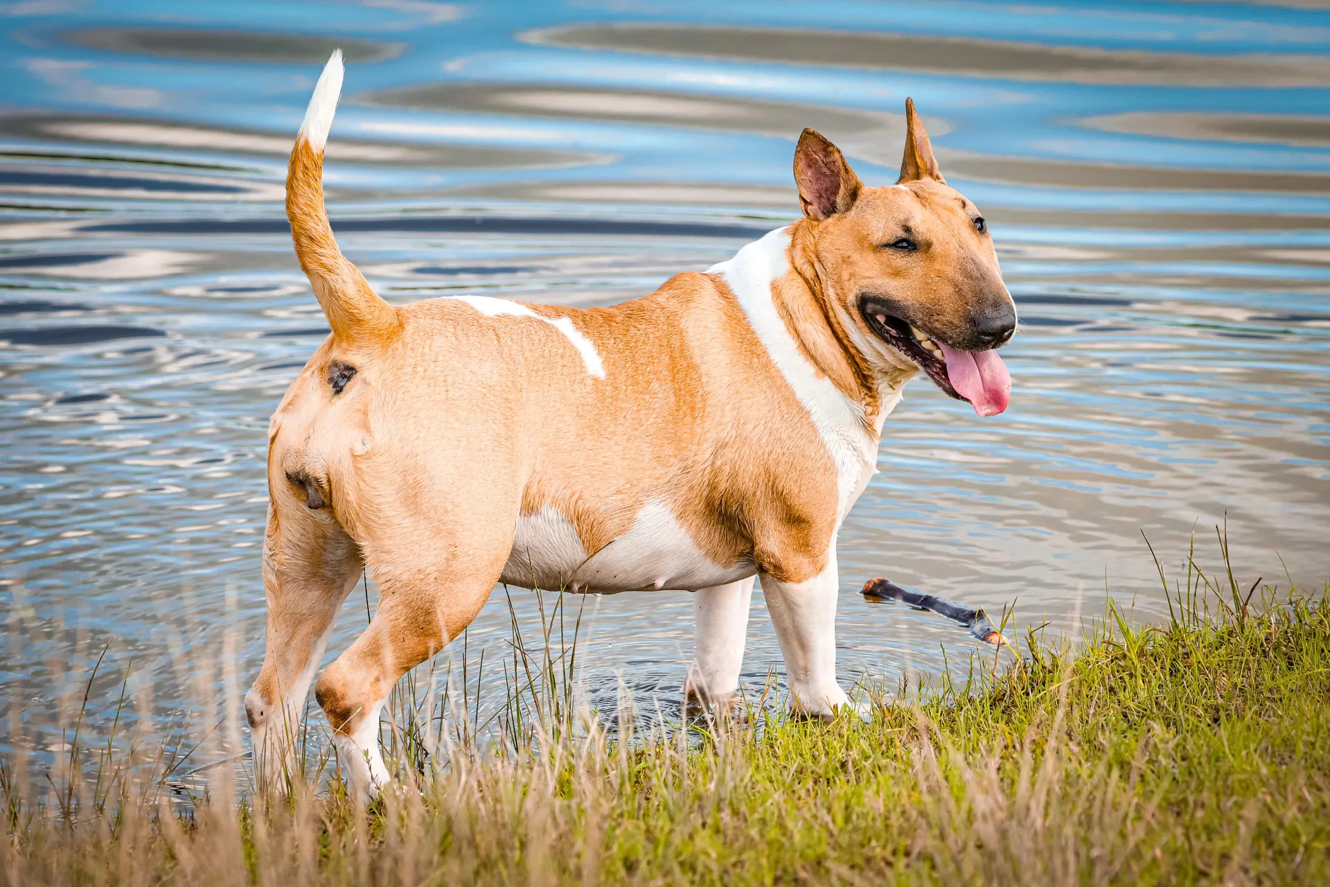 Fotografia de Animais: Ziva — Silvio Valente Fotografia, Alentejo Portugal — imagem 5 de 6