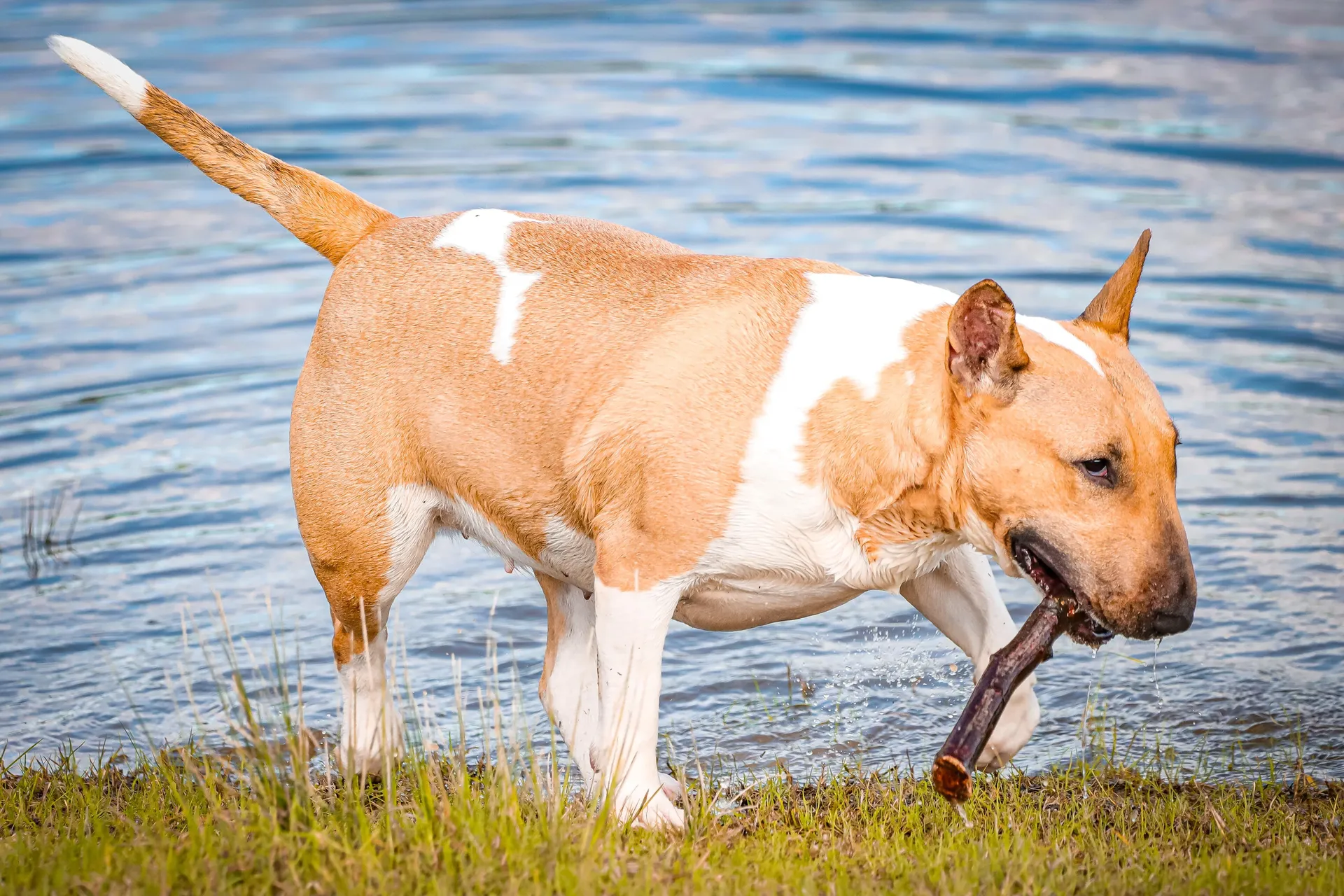 Fotografia de Animais: Ziva — Silvio Valente Fotografia, Alentejo Portugal — imagem 6 de 6